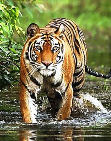 कॉर्बेट यात्रा पैकेज